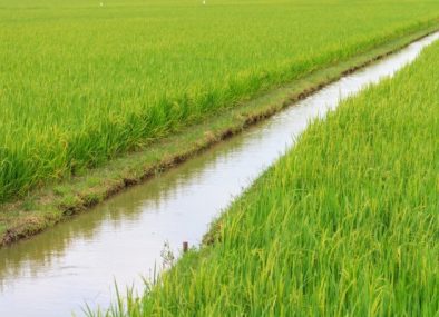 depositphotos_80011438-stock-photo-irrigation-canal-in-the-paddy